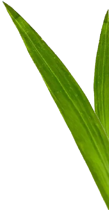 image-removebg-preview-1.png